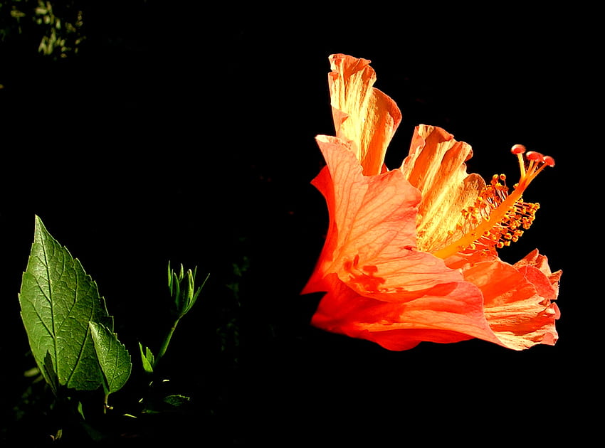 Hibiscus flower art, nature, hibiscus, art, light HD wallpaper