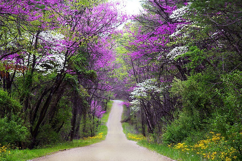 Purple trees, trees, purple, forests, nature HD wallpaper