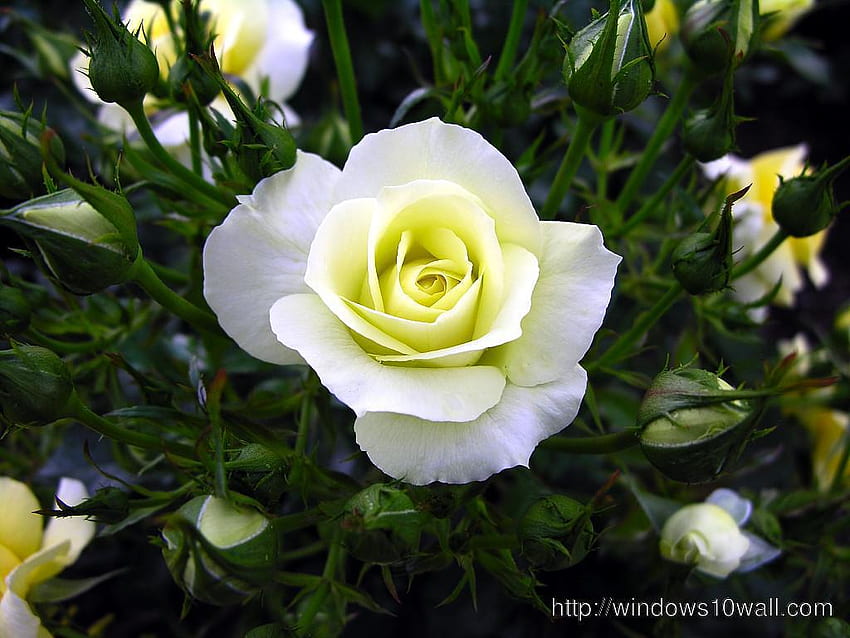 Бяла роза - windows 10, Бели рози HD тапет