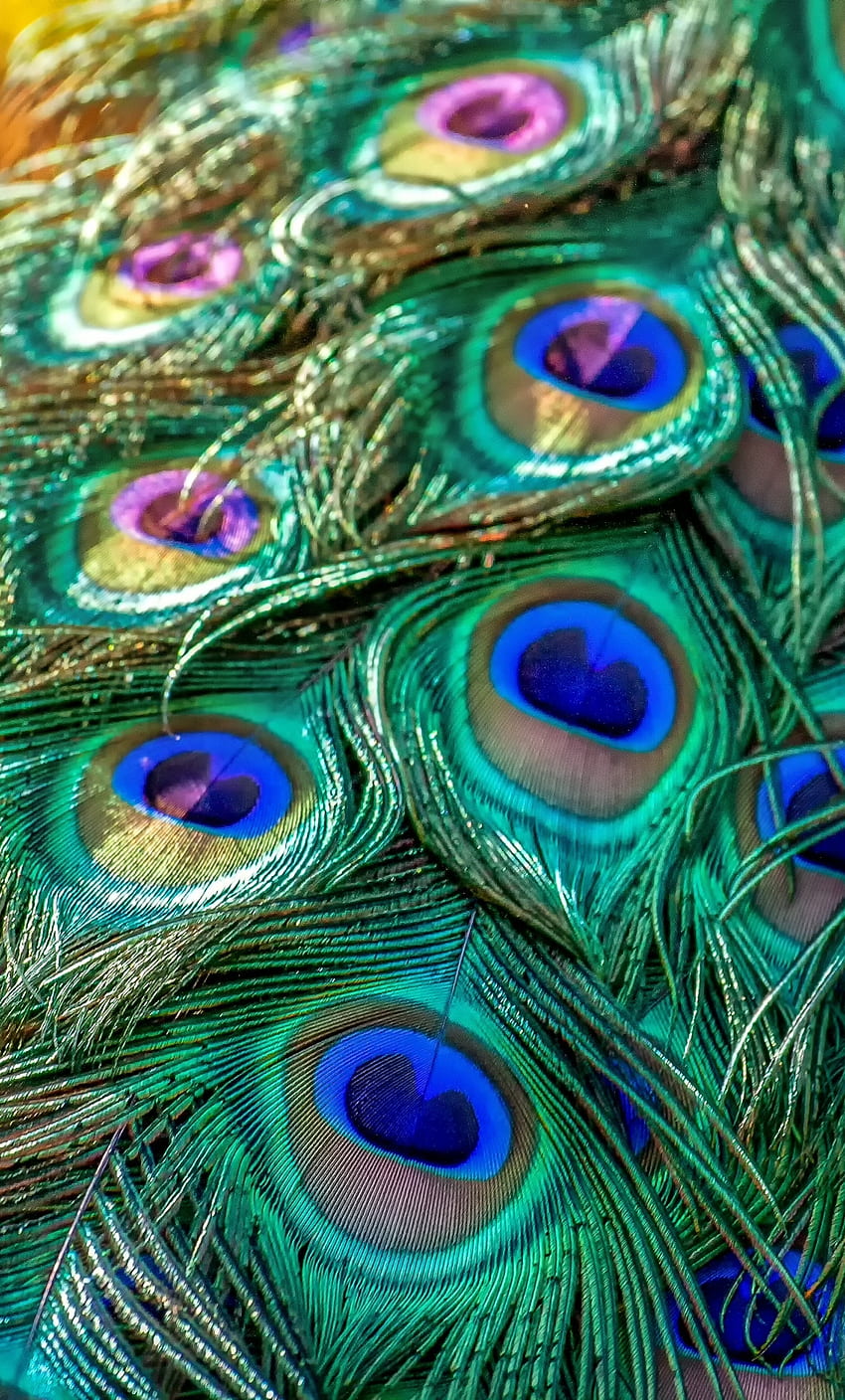 plumage, feathers, bird, peacock, iphone 6 plus, , background, 8894 HD phone wallpaper