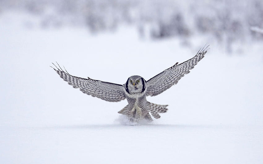 northern hawk finland, finland, bird, hawk, snow HD wallpaper
