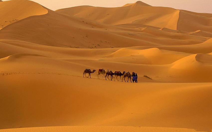 SANDS OF THE SAHARA, sahara, africa, camels, caravan, sand, deserts, arid HD wallpaper