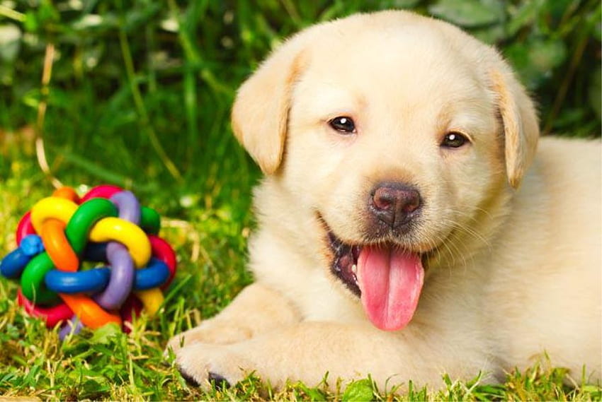 ลาบราดอร์น่ารัก ของเล่นสีสันสดใส ลูกสุนัข ลาบราดอร์ หญ้า วอลล์เปเปอร์ HD