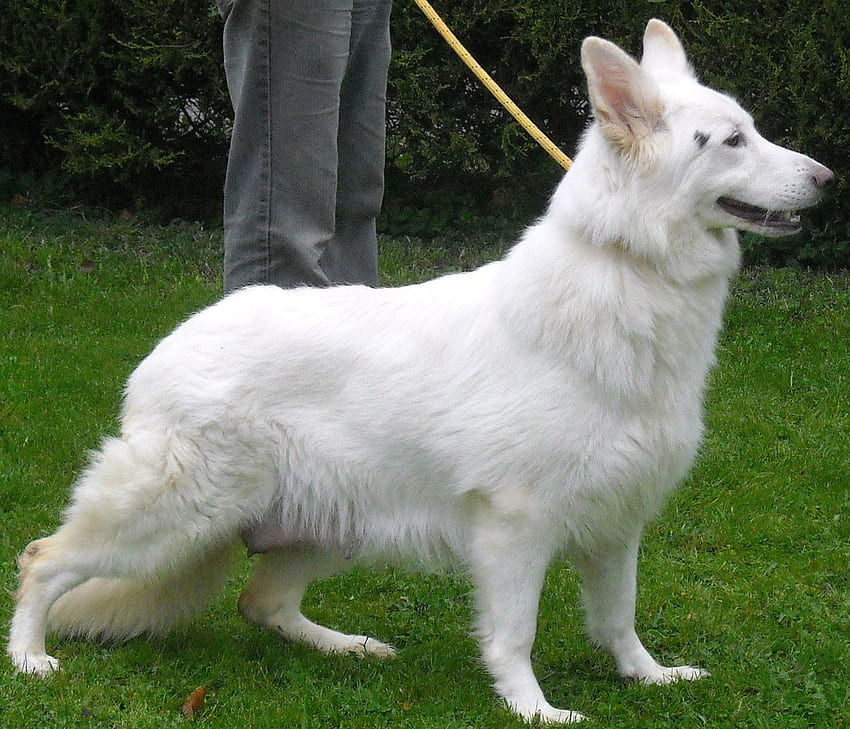 images of white german shepherd puppies