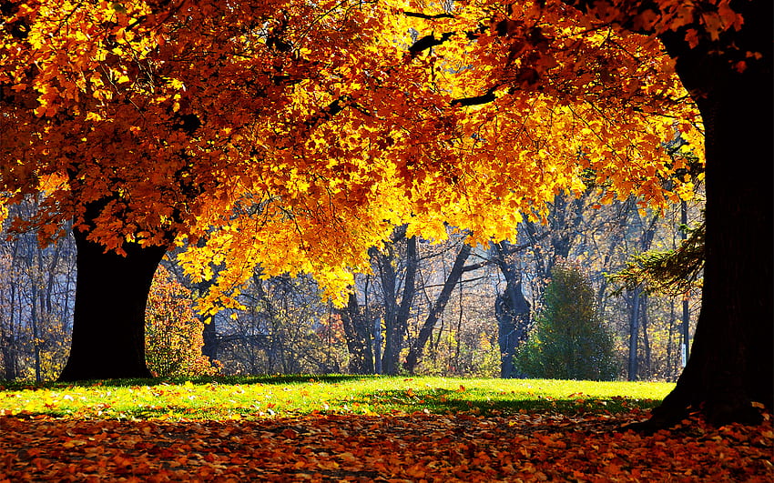 sonbahar ormanı, sonbahar, yapraklar, orman, kehribar HD duvar kağıdı