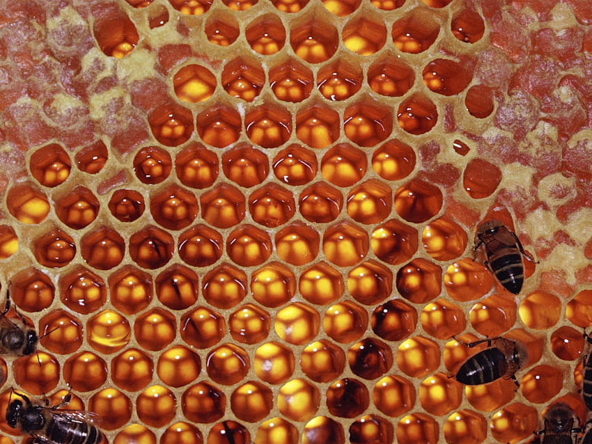 honeycomb and bees, bees, honey and bees, honeycomb HD wallpaper