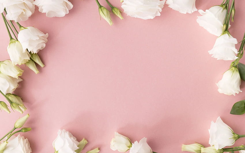 rosas blancas, rosa, marco de flores, rosas, plantilla para tarjeta de felicitación, eustoma con resolución. Alta calidad fondo de pantalla