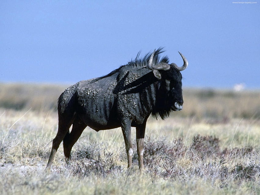 Animals, Grass, Horns, Wildebeest, Antelope Wildebeest HD wallpaper