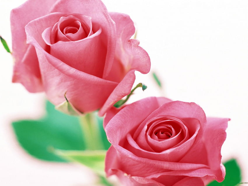 Розови рози, цветя, рози HD тапет