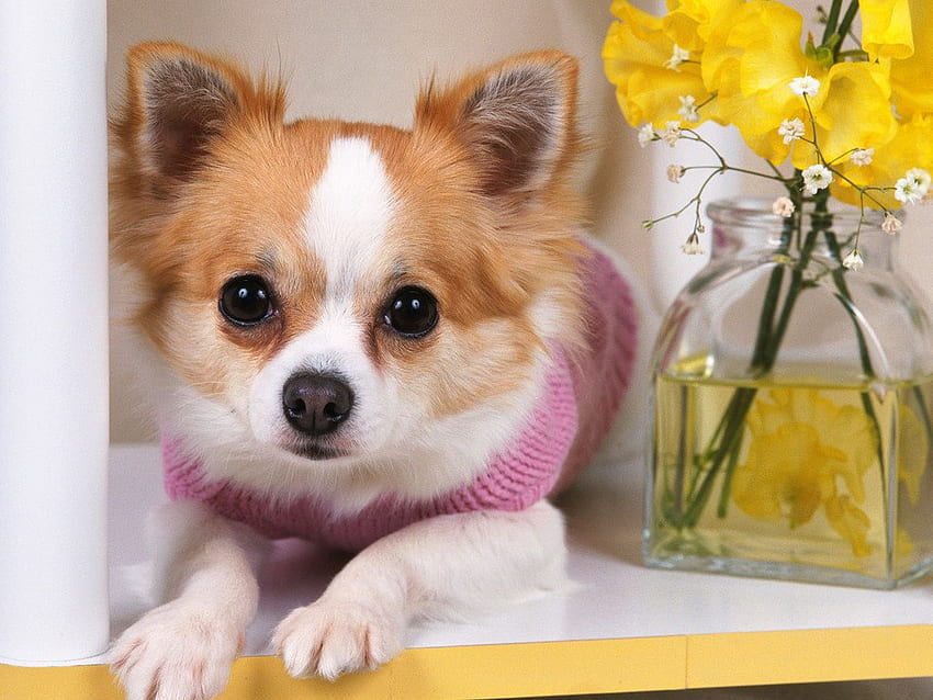 Netter Chihuahua, Hund, Welpe, Haustier, Chihuahua HD-Hintergrundbild