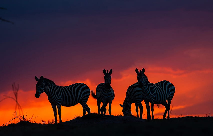 sunset, Savannah, Africa, Zebra for , section животные, African Savanna HD wallpaper