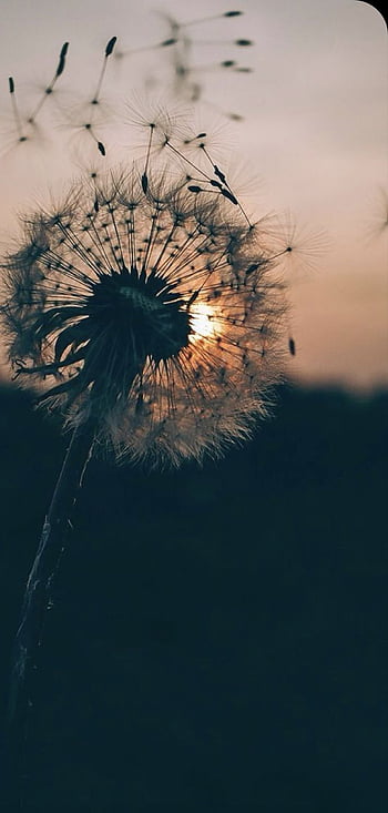 Download Dandelion wallpapers for mobile phone free Dandelion HD  pictures