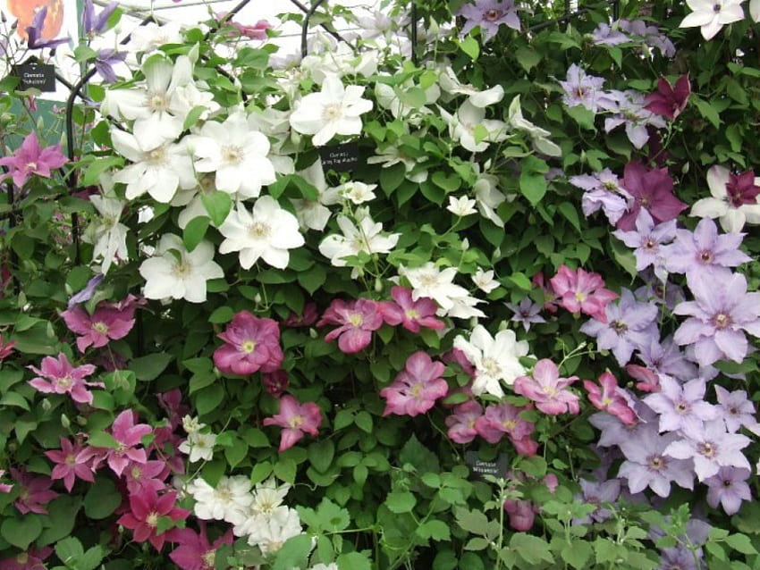 clematis, multi, color, vines, flowers HD wallpaper