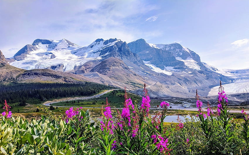 Glacier in Canada, national park, Canada, flowers, mountains, glacier HD wallpaper