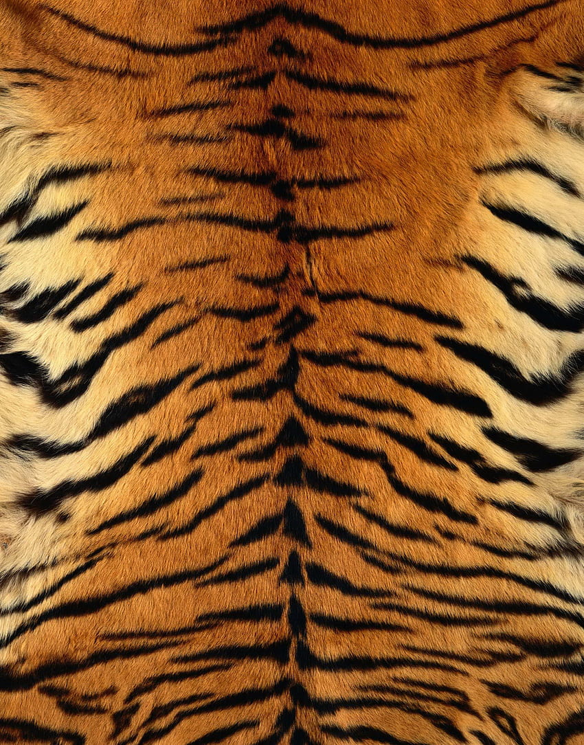 pelle di tigre - Stampa tigre, pelle di tigre, pelle di animale Sfondo del telefono HD