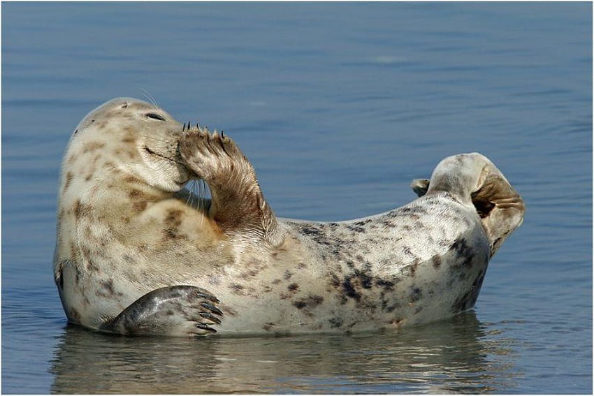SHY SEAL, pelliccia, foca, fauna selvatica, pinne, mammifero, timido, acqua Sfondo HD