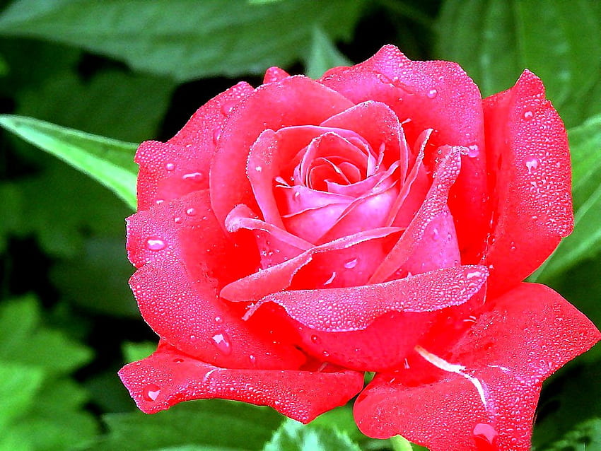 Hybrydowe tło róży herbacianej. , Herbacianego Kwiatu Ogród Tapeta HD