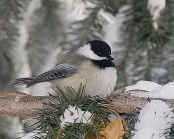 Chickadees Hd Wallpaper 