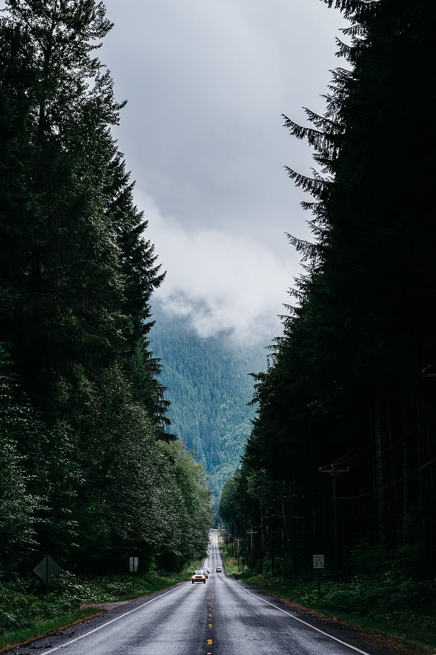 Natur, Bäume, Straße, Markup, Wald, Nebel, Bewegung, Verkehr HD-Handy-Hintergrundbild