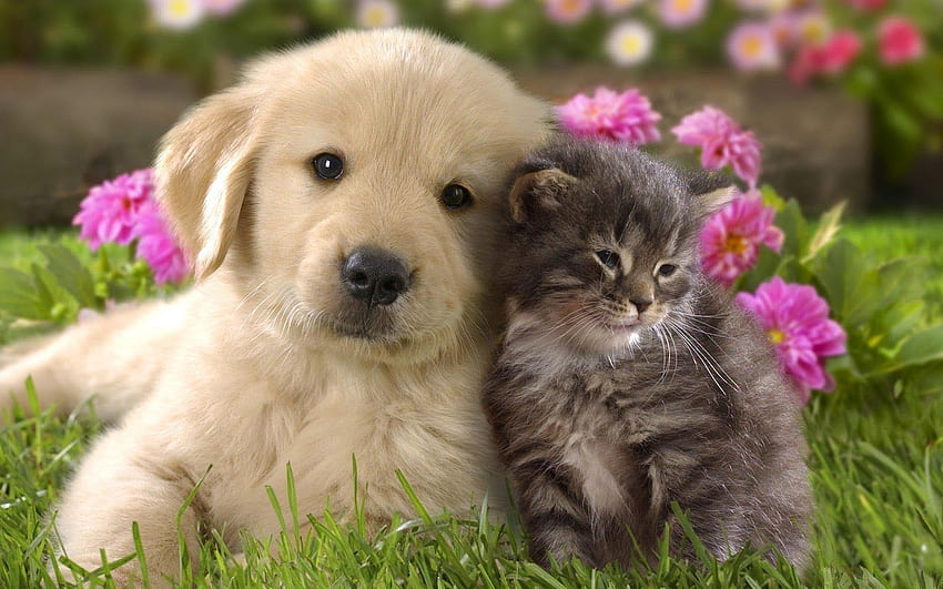 Latest Cute Dog And Cat FULL 1920×1080 For PC Background. Cute puppies and kittens, Cute cats and dogs, Kitten HD wallpaper