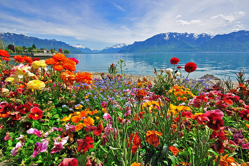 Flores nos Alpes suíços, mar, Alpes, cena, linda, montanha, lago, turismo, Suíça, vista, flores, resort, porto, viagens papel de parede HD