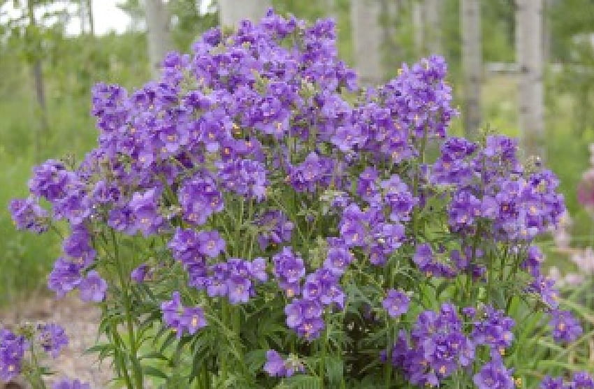 Purple flowers, purple, flowers HD wallpaper