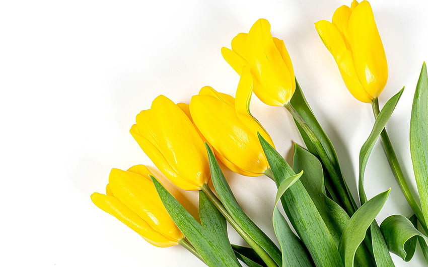 Tulip Yellow Flowers White background, Yellow Tulips HD wallpaper | Pxfuel
