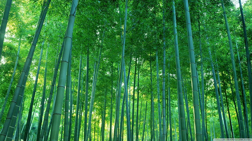 Bamboo Forest Ultra Background for U TV : Tablet : Smartphone, Beautiful Bamboo HD wallpaper
