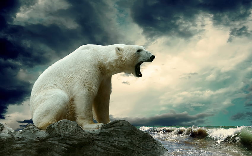 *** Beruang ***, binatang, beruang, putih, beruang, binatang Wallpaper HD