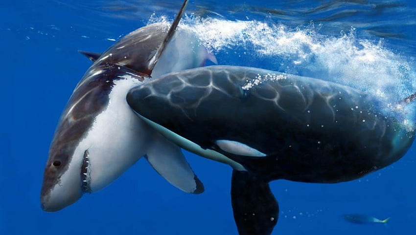 วาฬเพชฌฆาต vs เกรทไวท์ การปะทะกันของงานศิลปะ วาฬเพชฌฆาต ฉลาม ไททันส์ วอลล์เปเปอร์ HD