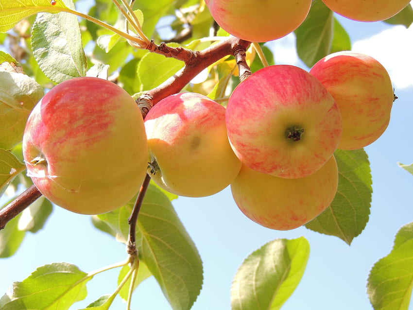 อาหาร พื้นหลัง ใบไม้ แอปเปิ้ล สาขา วอลล์เปเปอร์ HD