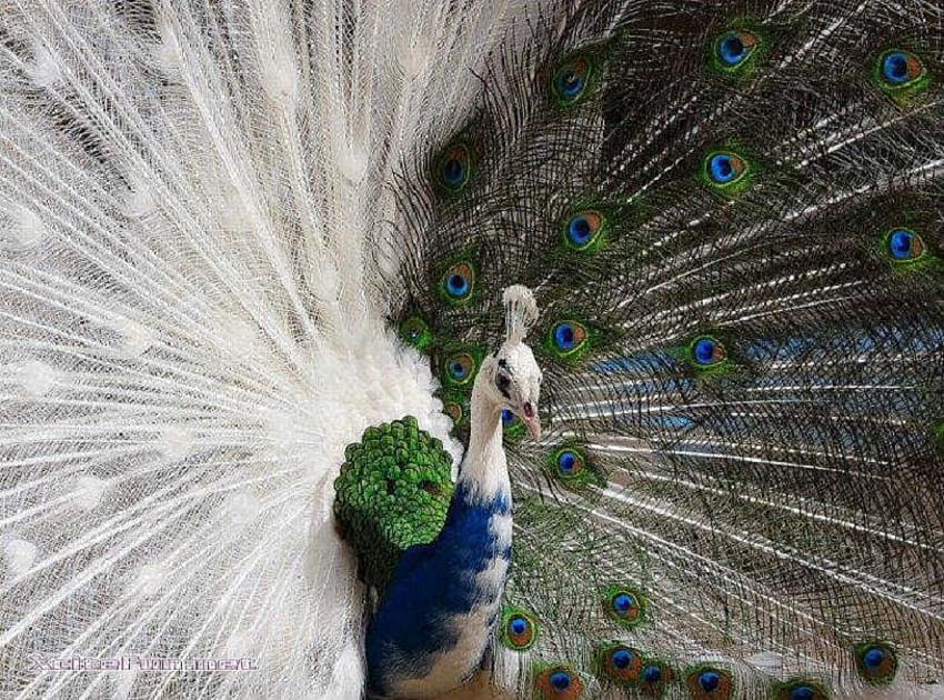 Duo peacock, white, colored, bird, fanning, peacock HD wallpaper