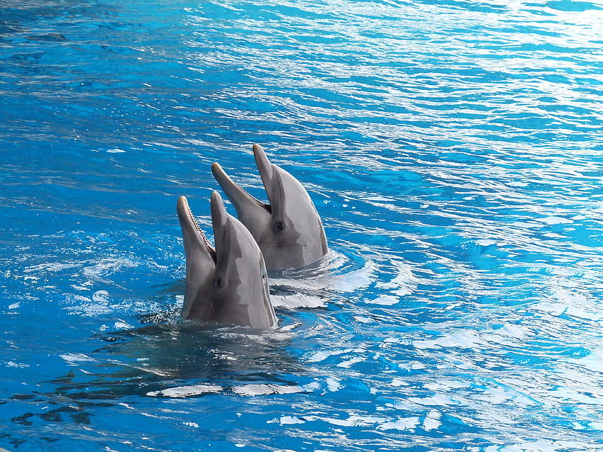 Animals, Water, Dolfins, Couple, Pair, Duet HD wallpaper