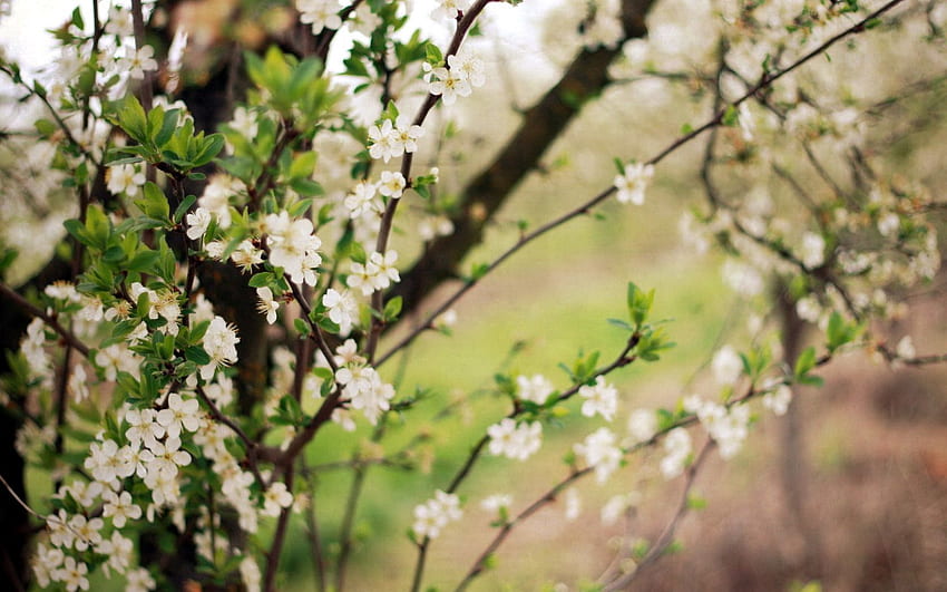 Nature, Cherry, Bloom, Flowering, Garden, Spring HD wallpaper