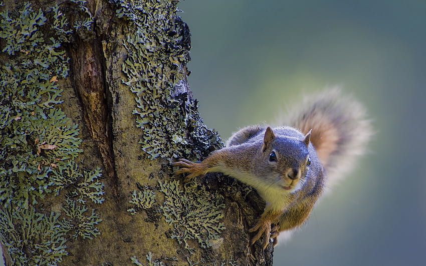 Animals, Squirrel, Wood, Tree, Bark, Climb HD wallpaper