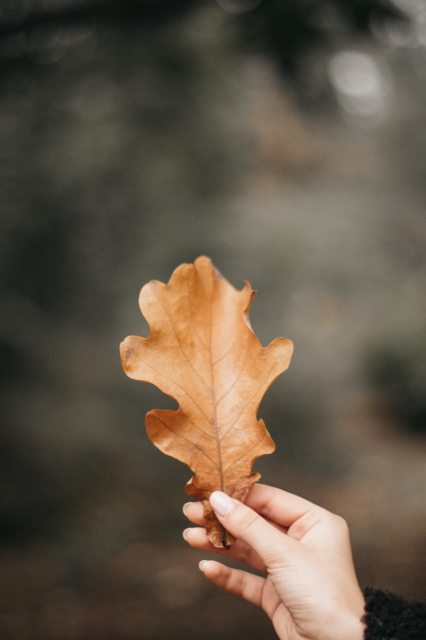 Autumn, Hand, , , Sheet, Leaf, Fingers, Veins, Oak HD phone wallpaper