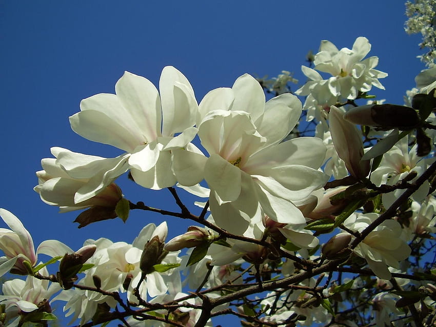Flowers, Sky, Close-Up, Branches, Bloom, Flowering, Magnolia HD wallpaper