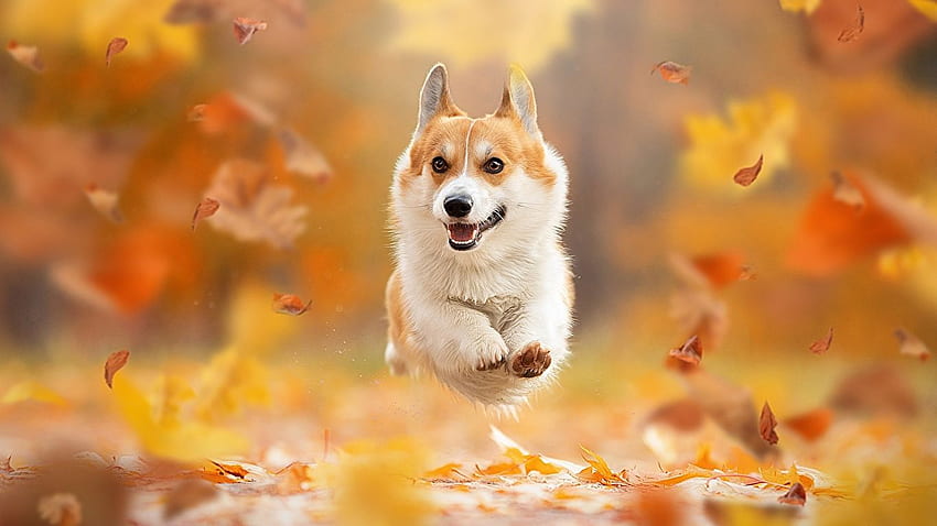 Welsh Corgi dog Foliage Running Bokeh Autumn animal HD wallpaper