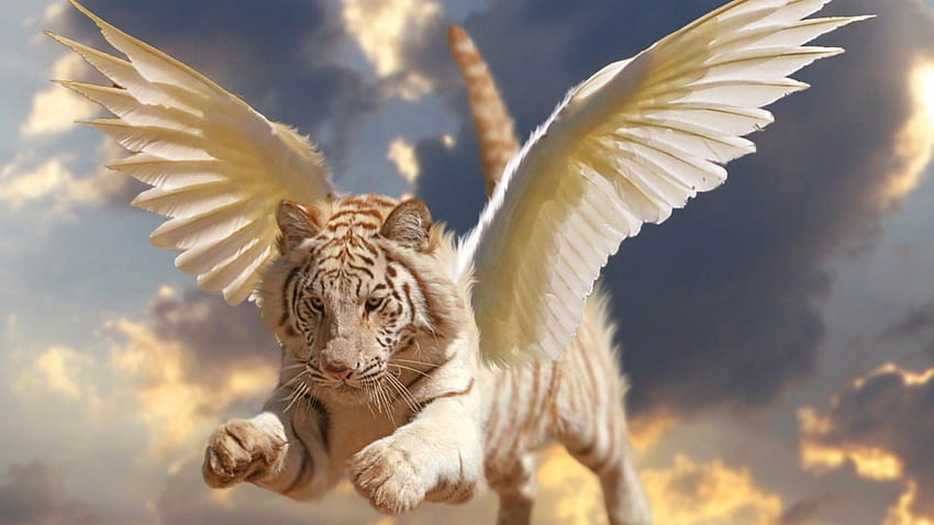 Angel tiger, animal, wings, white, tiger, angel, feather, fantasy, sky, luminos HD wallpaper