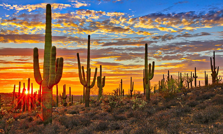 Sunset over Desert Cacti Mural, Cactus Sunset HD wallpaper | Pxfuel