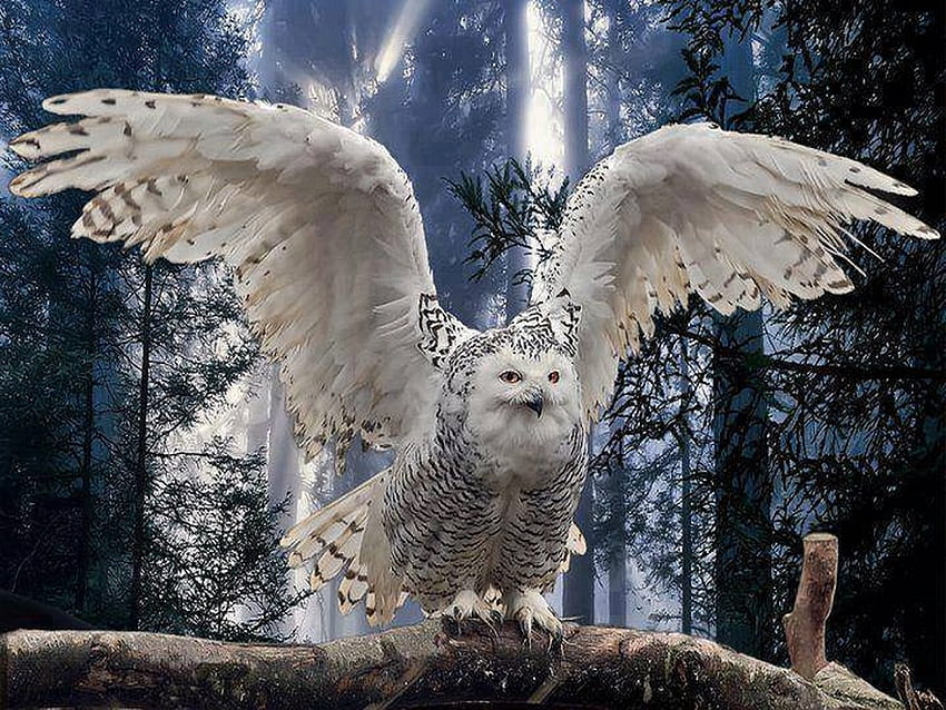 Lift off, flight, white, bird, owl HD wallpaper