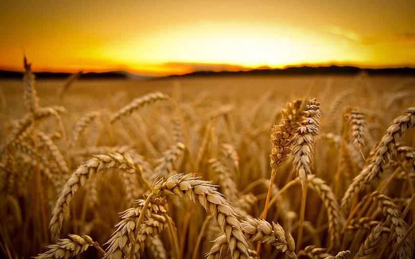 밀 배경 - 금밭, 밀밭, 들판, 밀 수확 HD 월페이퍼