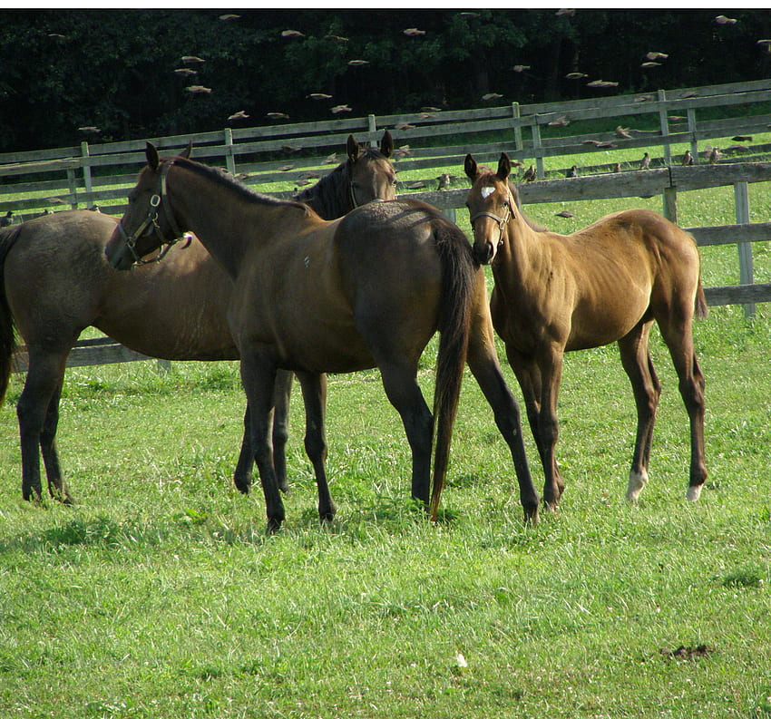 갈색 말, 발굽이 있는 동물, 농장, 말, 들판 HD 월페이퍼