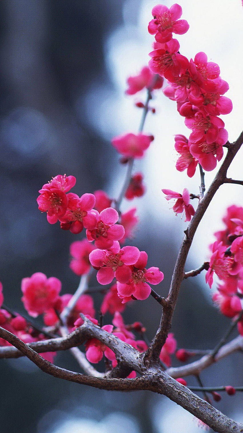 iPhone Flower Cherry Blossom , Dark Cherry Blossom HD phone wallpaper