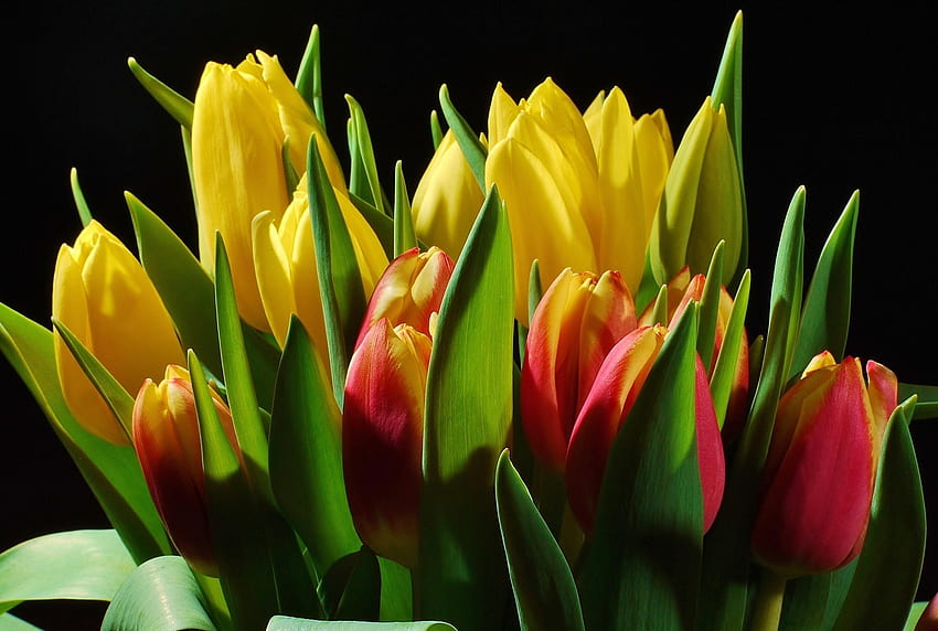 kwiaty, tulipany, połysk, światło, bukiet, czarne tło, pąki Tapeta HD