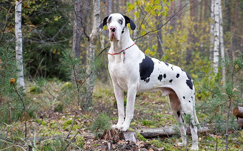 Cão Dogue Alemão arlequim floresta Animais papel de parede HD