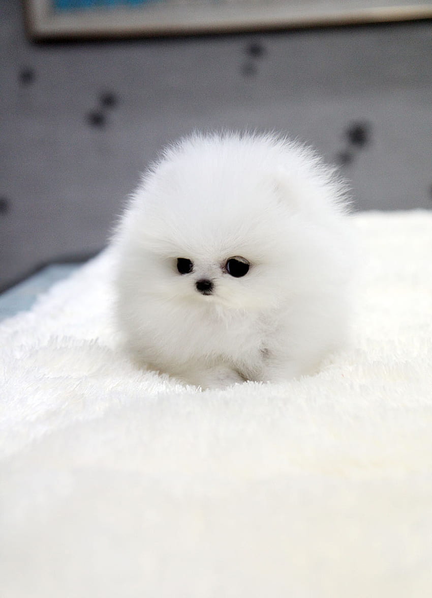 TEACUP PUPPY Teacup cachorro Branco teacup Pomeranian [] para o seu, Mobile & Tablet. Explore Teacup Pomeranian. Pomeranian , Teacup Puppies , Pomeranian Papel de parede de celular HD