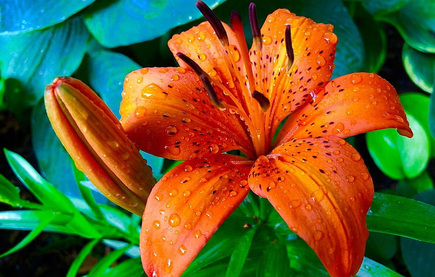 drops, macro, Lily, petals, Bud, stamens, Tiger Lily for , section цветы HD wallpaper