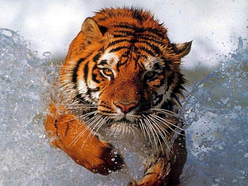 虎 - 虎は非常に攻撃的です。 タイガーは直線的な動きで敵を攻撃します。 タイガースはとてもセントです。 Tiger , Animals beautiful, Animals wild 高画質の壁紙