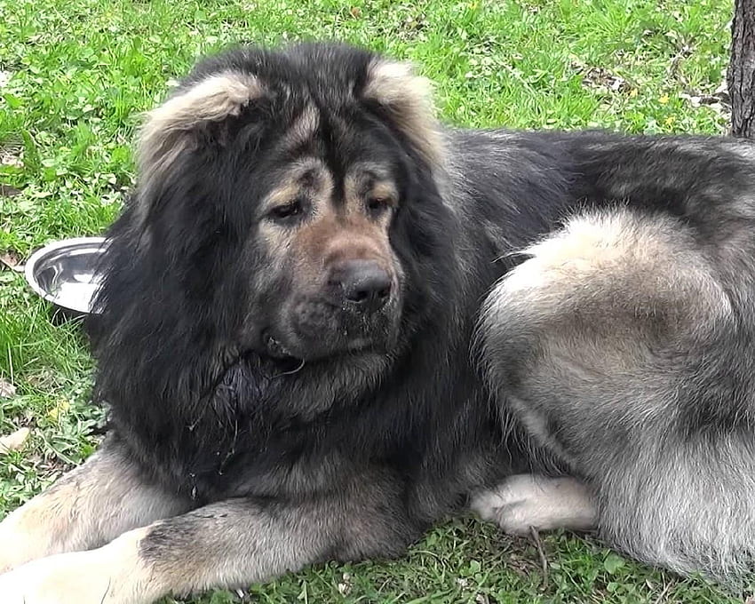 Caucasian Shepherd Dog New for Android - APK HD wallpaper
